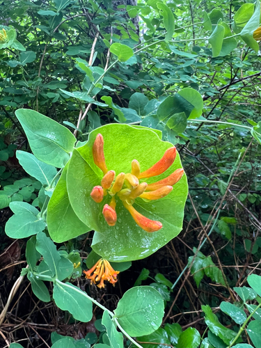 Lonicera ciliosa (trumpet honeysuckle) (alternate view 5)