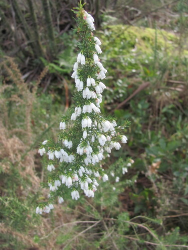 Erica lusitanica (Portuguese Heath) (alternate view 6)