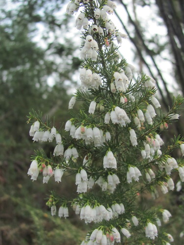 Erica lusitanica (Portuguese Heath) (alternate view 7)