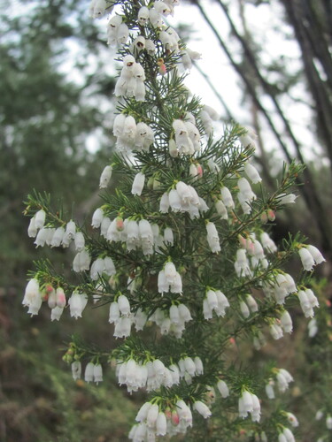 Erica lusitanica (Portuguese Heath) (alternate view 8)