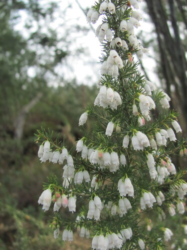 Erica lusitanica (Portuguese Heath) (alternate view 9)
