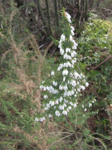 Erica lusitanica (Portuguese Heath) (alternate view 10)