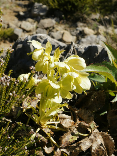 Helleborus argutifolius (Corsican hellebore) (alternate view 9)