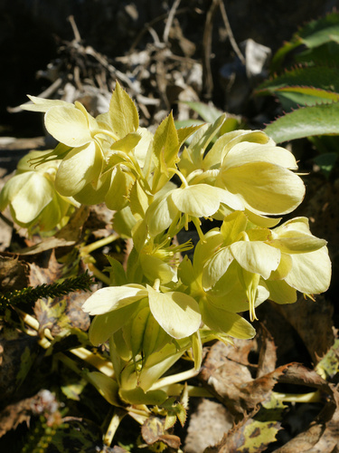 Helleborus argutifolius (Corsican hellebore) (alternate view 10)