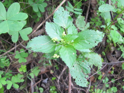 Mercurialis annua (Annual mercury)