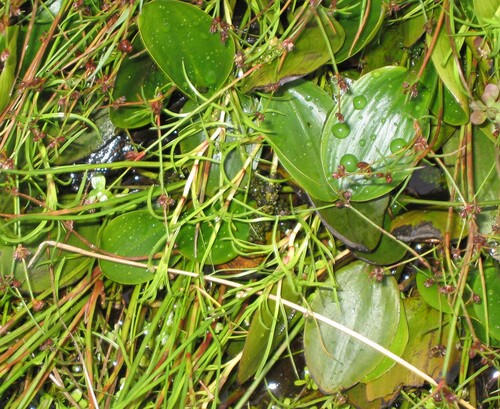 Potamogeton polygonifolius (Bog Pondweed)