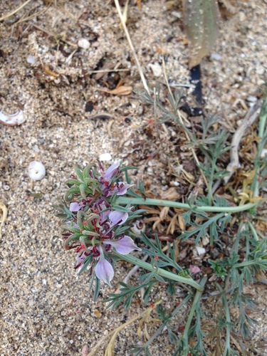 Nigella (Love-in-a-mist) (alternate view 6)
