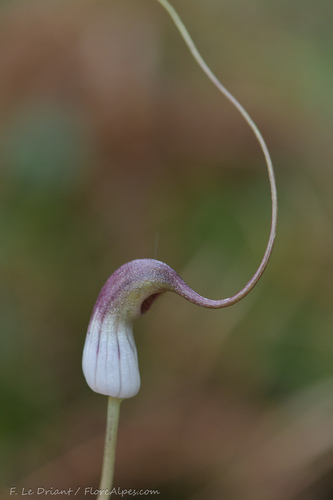 Arisarum proboscideum (Mouse Plant)