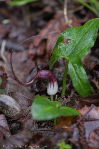 Arisarum proboscideum (Mouse Plant) (alternate view 2)
