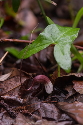 Arisarum proboscideum (Mouse Plant) (alternate view 3)