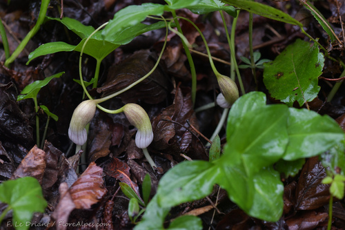 Arisarum proboscideum (Mouse Plant) (alternate view 4)