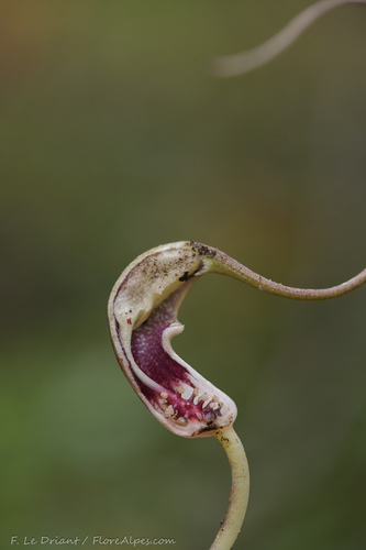 Arisarum proboscideum (Mouse Plant) (alternate view 5)