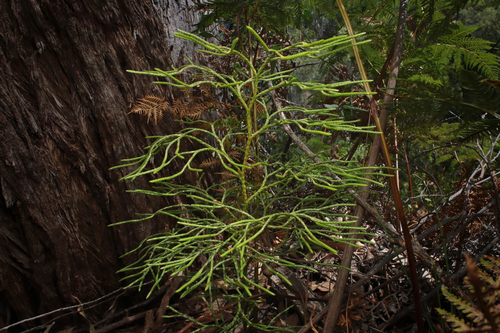 Lycopodium deuterodensum (Bushy Clubmoss) (alternate view 7)