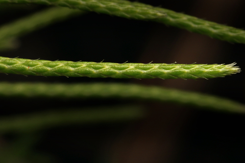 Lycopodium deuterodensum (Bushy Clubmoss) (alternate view 8)
