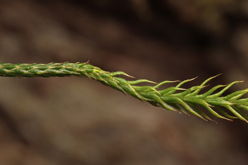 Lycopodium deuterodensum (Bushy Clubmoss) (alternate view 9)