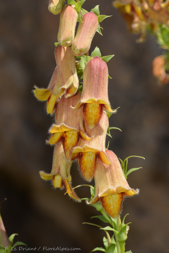 Digitalis obscura (Sunset Foxglove) (alternate view 3)