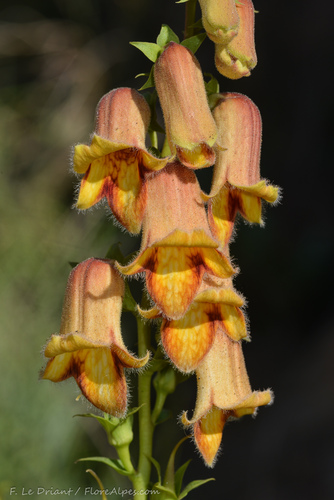 Digitalis obscura (Sunset Foxglove) (alternate view 4)