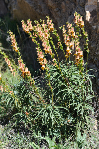 Digitalis obscura (Sunset Foxglove) (alternate view 5)