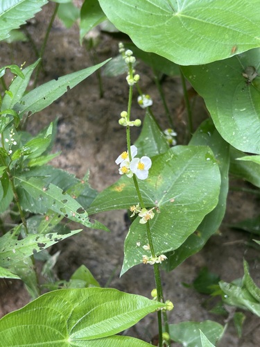 Sagittaria latifolia (Wapato) (alternate view 5)