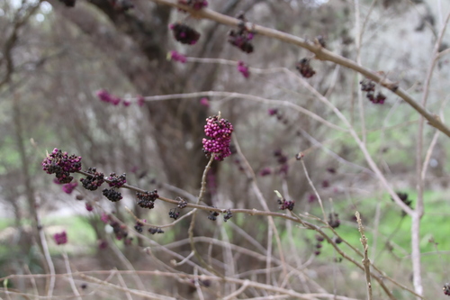 Callicarpa americana (American Beautyberry) (alternate view 2)