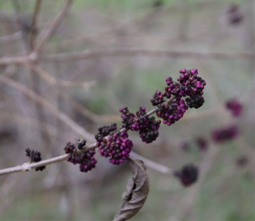 Callicarpa americana (American Beautyberry)