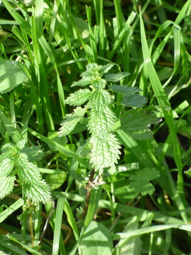 Urtica urens (small nettle) (alternate view 4)