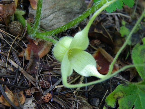 Asarum caudatum (Wild Ginger)