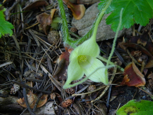 Asarum caudatum (Wild Ginger) (alternate view 2)