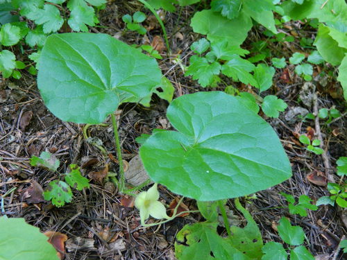 Asarum caudatum (Wild Ginger) (alternate view 3)