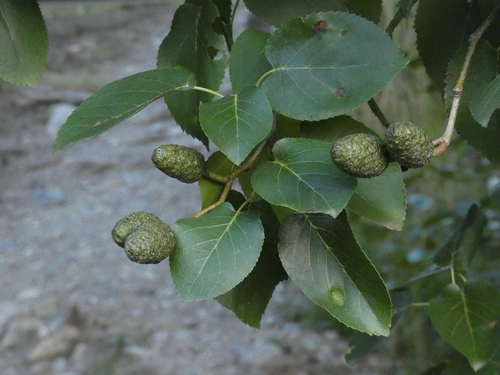 Alnus cordata (Italian alder)