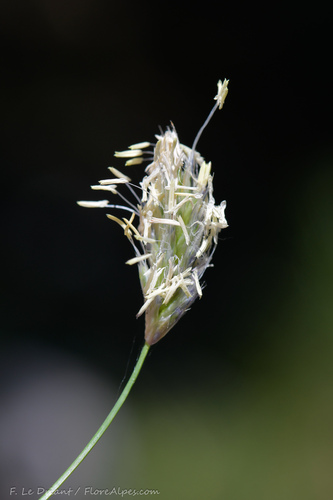 Sesleria nitida (alternate view 2)