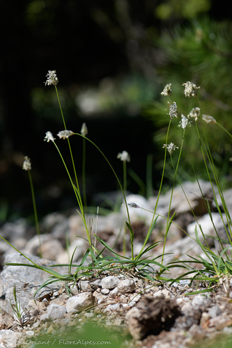Sesleria nitida (alternate view 3)