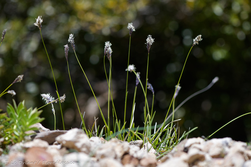 Sesleria nitida (alternate view 4)