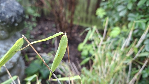 Fargesia murielae (Umbrella Bamboo) (alternate view 7)