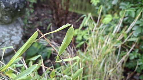 Fargesia murielae (Umbrella Bamboo) (alternate view 8)