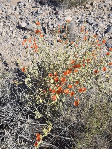 Sphaeralcea ambigua (apricot globemallow) (alternate view 8)
