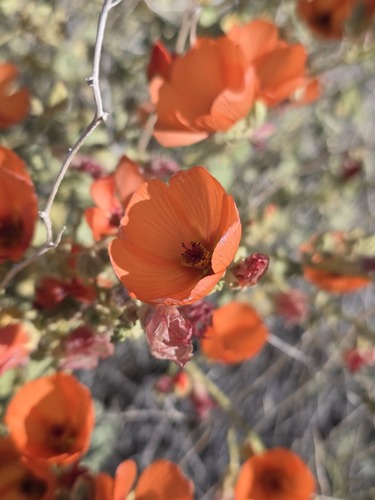 Sphaeralcea ambigua (apricot globemallow) (alternate view 9)