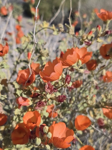 Sphaeralcea ambigua (apricot globemallow) (alternate view 10)
