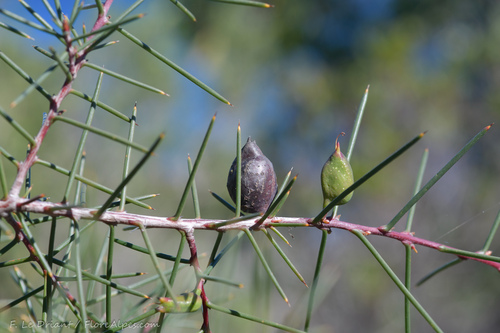 Hakea lissosperma (Mountain Needlewood) (alternate view 5)