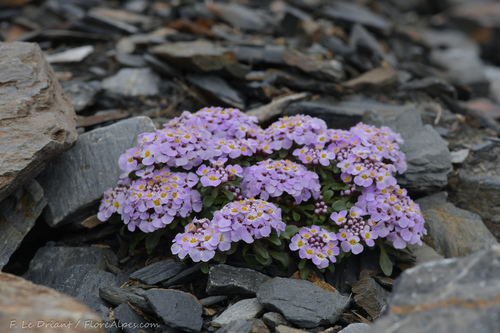 Iberis spathulata (Pyrenean Candytuft)