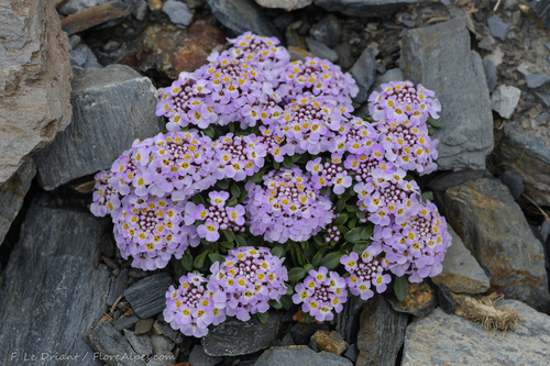 Iberis spathulata (Pyrenean Candytuft)