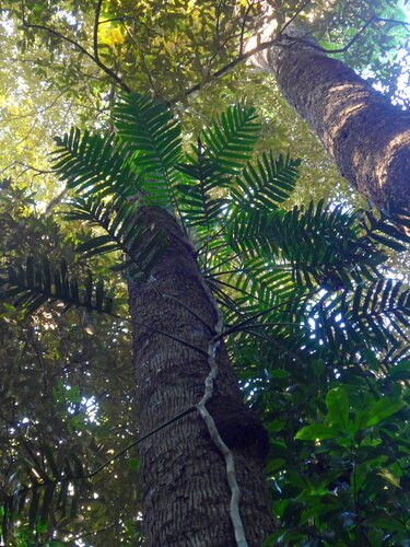 Epipremnum pinnatum (Dragon Tail Plant)