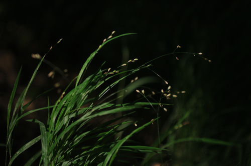 Melica uniflora (Wood Melick)