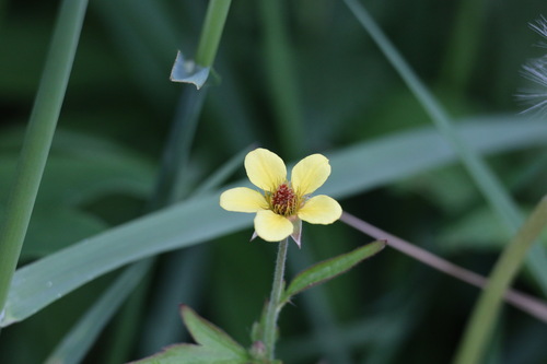 Geum urbanum (Wood Avens)