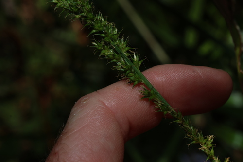 Carex declinata (Drooping Sedge)