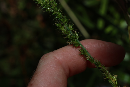 Carex declinata (Drooping Sedge)
