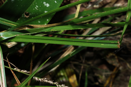 Carex declinata (Drooping Sedge)