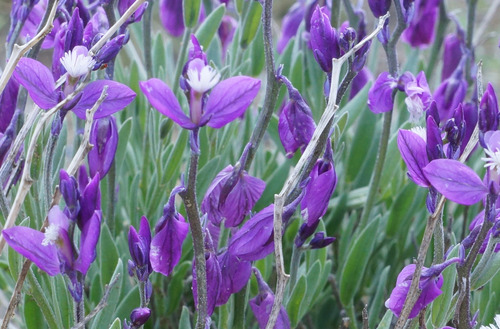 Polygala (Milkworts) (alternate view 5)