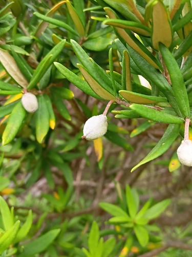 Pittosporum bicolor (Banyalla) (alternate view 5)