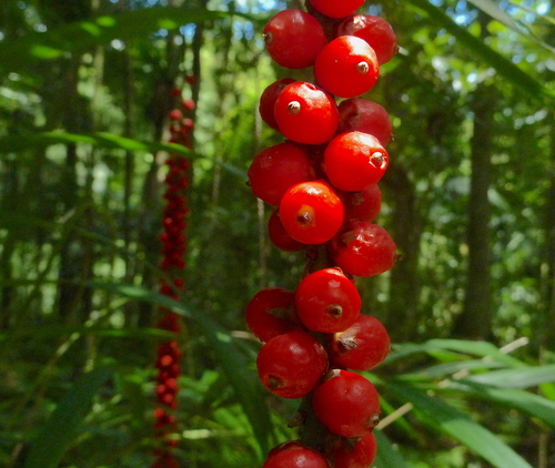 Linospadix monostachyus (Walking stick palm) (alternate view 3)